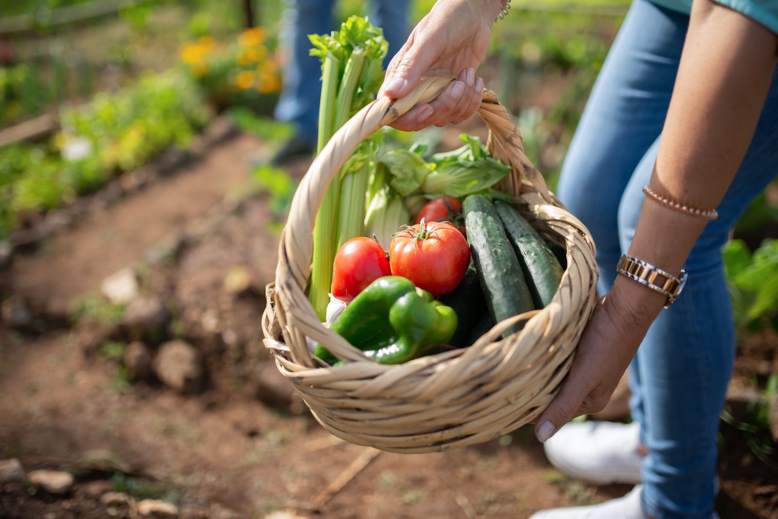 Un panier de légumes au potager — le corps se nourrit tous les jours